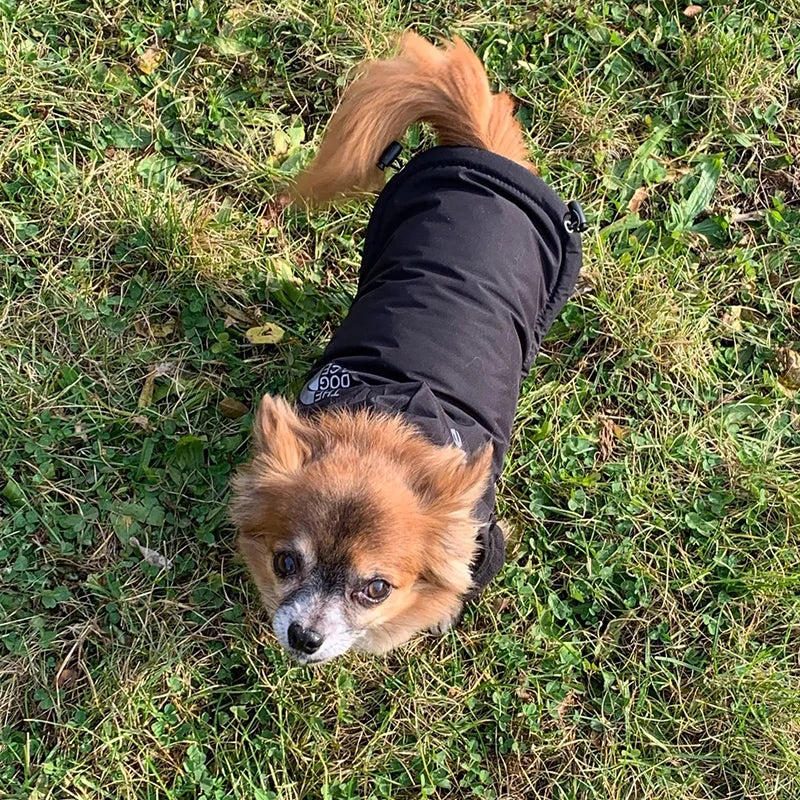 Pupreme' Reflective Weather Proof Hoodie For Small-Medium Paws