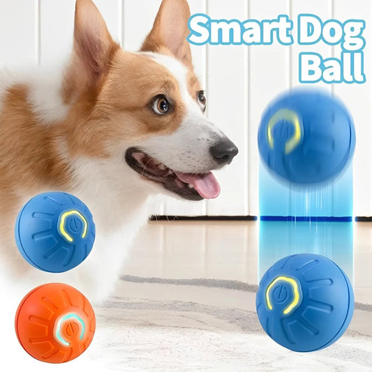 Paw-suit of Happiness: The Auto-Roll Ball